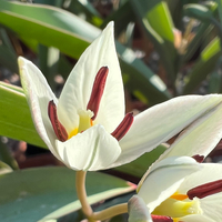 Tulipa turkestanica